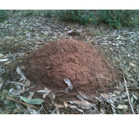 Buzz Off - Kennington, VIC. Large Nasutitermes Termite nest found adjacent a property in Bendigo.