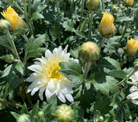 Eckert's Greenhouses & Perennials - Sterling Heights, MI