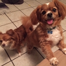 Cloud K9 Grooming Salon - Pet Grooming