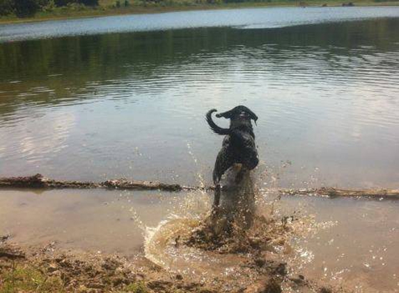 Hall Kennels - Defiance, MO