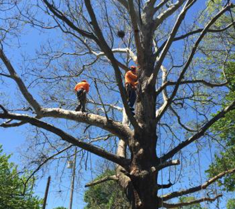 Mark's Tree Care - Rockford, IL