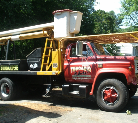 Torcasio Tree Service - Norwalk, CT