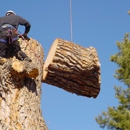 LOW COST STUMP GRINDING AND TREE WORK - Tree Service