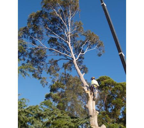 Arbpro Tree Specialists - Moonee Beach, NSW