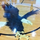 Spring View Middle