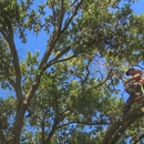 Southern Environmental Group - Tree Service