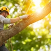 Sterling Tree & Lawn Service gallery