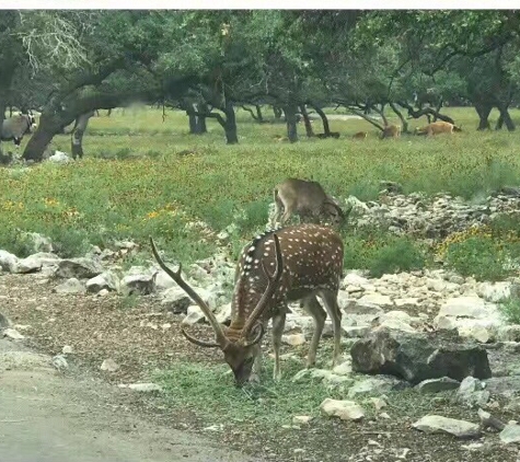 Natural Bridge Wildlife Ranch