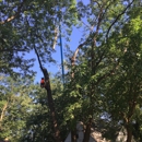 Birmingham Tree Service - Tree Service