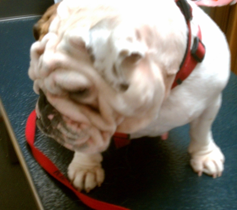 Schmidt, Gregory R - Carson Veterinary Clinic, LLC - Lafayette, LA. Loves to get on the examining table!