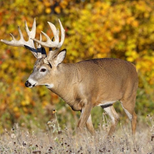 Discounted Hunting Adventures and Vouchers - Longmont, CO