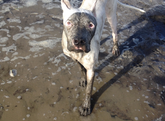 Canine Cleanup Crew - Navarre, FL