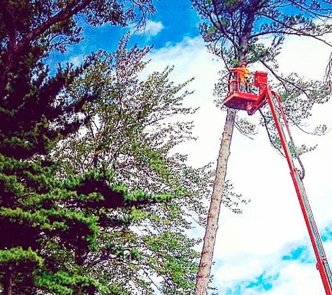 Parshall Tree Service LLC - Traverse City, MI. Tree Pruning