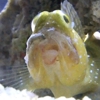 Fish R US gallery