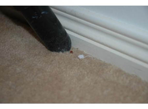Australian Advanced Carpet Care