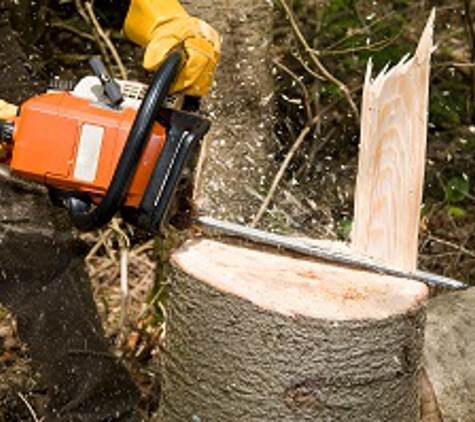 Professional Tree Service - Pelion, SC
