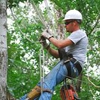 McBride Tree Service gallery