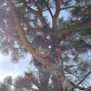 Central Colorado Tree Service - Tree Service