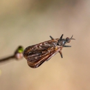 District Elite Pest Management - Pest Control Equipment & Supplies