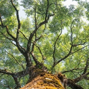 Gallery Image Number 7