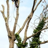 Tannenbaum Tree Care gallery