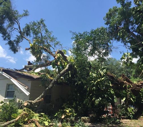 Stillman's Tree Service - Bradenton, FL. Tree Damage