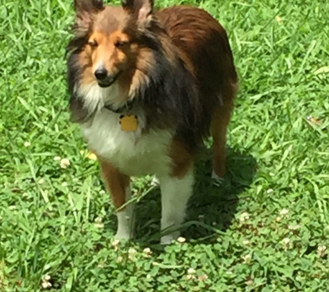 Page's Custom Pet Pawlor - Antioch, TN. Our rescue sheltie