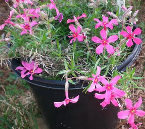 Dogwood Valley Greenhouse - Hillsboro, TN