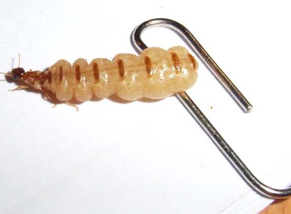 Systems Pest Management Pty Ltd