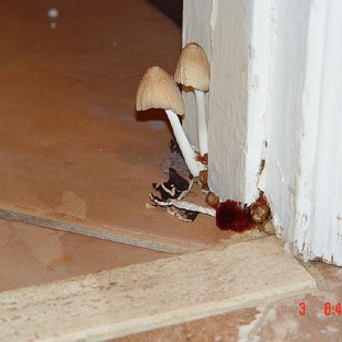 A Accredited Mold Inspection Service, Inc.. Mushrooms growing out of a door frame inside a house. Photo taken by A Accredited Mold.