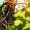 Paradise Tree Services and Landscaping gallery