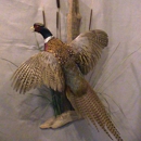 Wiley's Taxidermy - Taxidermists