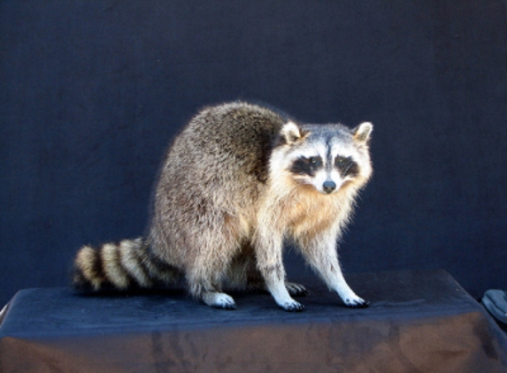 Cedar Creek Taxidermy - Lincoln Park, MI