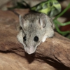 Critter Ridders Pest Control gallery