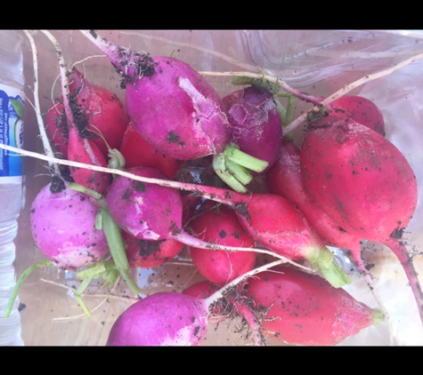 Underwood Family Farms - Moorpark - Moorpark, CA. Freshly picked.