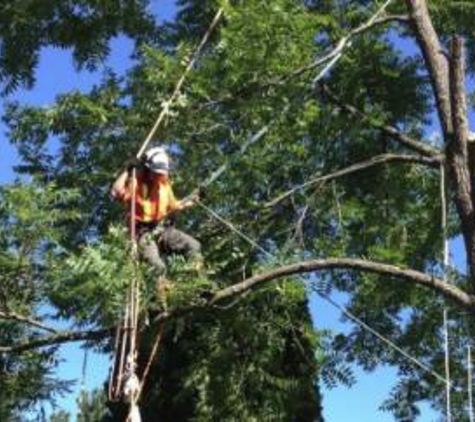 Alexandria Tree Services Unlimited - Alexandria, VA