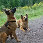 My EPIC Dog - Human and Dog Training
