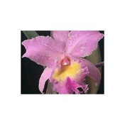 Gallery Image Number 4