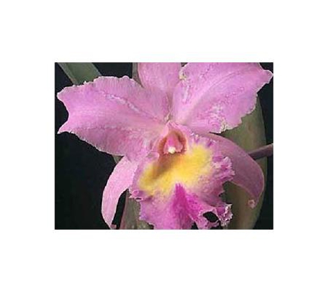 Fame Orchids Nursery - Thornlands, QLD