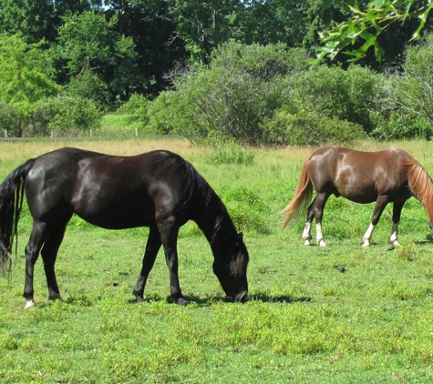 S & S Sunny Farms - Montgomery, NY. FIELDS OF LUSCIOUS GRAZING