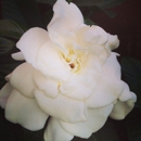 Benton Square Restaurants - Florists