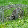 Perimeter Wildlife Control gallery