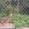 Wildlife Science Center gallery