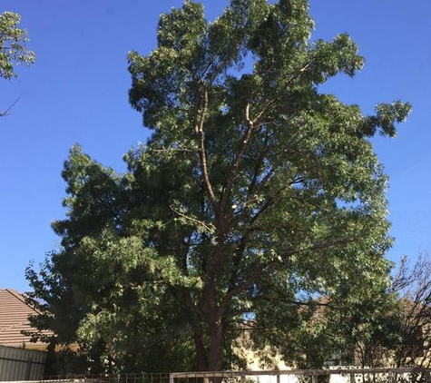 CTL Services - Tree Removal Adelaide - Norwood, SA. Ash Tree