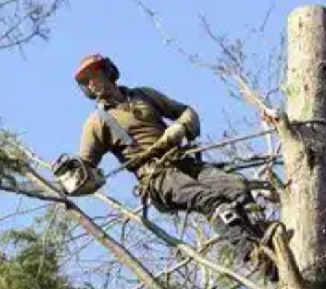 Burt's Tree Service - Abilene, KS