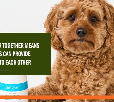 Foxy's Mobile Dog Washing & Grooming Service - Hawthorn, VIC. Grooming together means your dogs can provide comfort to each other.