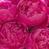 Pink Peony gallery