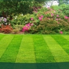 sod and lawn gallery