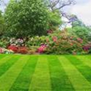Prestigious  lawn care - Lawn Maintenance