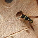 All Pro Pest Control, Inc. - Pest Control Equipment & Supplies
